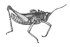 Helionotus mirabilis Rehn, 1909: Fig. 9 (after type). male habitus. (Otu).
