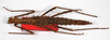 CollectionObject 1558620; 004f81cf-8f5b-48fe-ba2e-596cce0b9a6d: copyright ZMB, Berlin. female (paralectotype). (CollectionObject).;CollectionObject 1558621; 457bf35d-10cc-44dd-a7df-44b20b9cad56: copyright ZMB, Berlin. female (paralectotype). (CollectionObject).;CollectionObject 1558622; 57bd3c81-712d-4b8f-bcf9-b8a17e12b6db: copyright ZMB, Berlin. female (paralectotype). (CollectionObject).