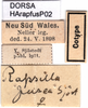 CollectionObject 1580244; 62fe0243-1a31-466d-b88e-6a4680948580: labels (paratype). (CollectionObject).