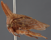 Habitus, lateral view on Platycentrus acuticornis Stål, 1870: (Observation).