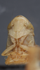 Head: !! display not done !! on Fitchana vitellina (Fitch, 1851): Face. (Observation).