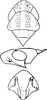 Head on Borulla gracilis Dworakowska, Sohi & Viraktamath, 1980: Head and thorax. (Observation).