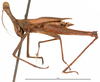 CollectionObject 1581835; a2fe7e40-ef08-444d-b5c8-a1ba7907a41b: male, lateral view (holotype). (CollectionObject).
