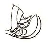 Resecabimus aratus (Brunner von Wattenwyl, 1878): ovipositor (Arota rosaura). (Otu).