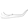 Pygofer appendages: !! display not done !! on Alebroides flavifrons Matsumura, 1931: Pygofer appendage. (Observation).