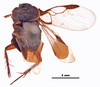 Hypercompsa fieberi (Brunner von Wattenwyl, 1865): (Otu).