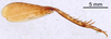 CollectionObject 1522771; 76b16737-8961-45be-8463-c45efe888e25: Male, hindleg (holotype). (CollectionObject).