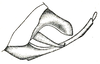 Rectimarginalis fuscospinosa (Brunner von Wattenwyl, 1891): Pl. XIV, Fig. 1. male abdomen tip, lateral view. (Otu).