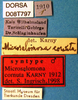 CollectionObject 1505001; b01bb826-32ae-4872-a930-91406be33ff6: male labels (syntype). (CollectionObject).