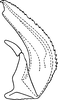 Aedeagus, lateral view on Athysanella magadana Emeljanov, 1988: Aedeagus, lateral view. (Observation).
