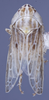 Habitus, dorsal view: (Observation).