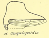 Habitus, lateral view: !! display not done !! on Telamona ampelopsidis (Harris, 1841): (Observation).