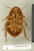 CollectionObject 1573028; e8a07bdf-9b99-471f-90da-62d8b79e2df5: Copyright Natural History Museum, London. Non-type (adult female) in BM(NH). Ventral view. (CollectionObject).