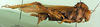 CollectionObject 1501623; b7539310-2063-40eb-9a79-7bd879bef8b2, DORSA BA000146S01: female,lateral view (holotype). (CollectionObject).