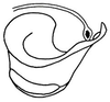Euschmidtia burtti Descamps, 1964: Fig. 451. endophallus, lateral view. (Otu).