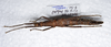 CollectionObject 1576183; a08d2b42-905f-4c8c-a0b0-7cc58449fbd5: copyright ZRC, Singapore. female: head & thorax, lateral view. (CollectionObject).