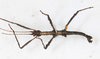 CollectionObject 1557781; f4425a73-ba55-47d7-b674-4484d3aec07a: copyright MNHG, Geneva. male, ventral view (holotype). (CollectionObject).