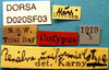 CollectionObject 1578136; 2508f2b6-5dbe-4916-89c0-71933818dc56, DORSA D020SF03: labels (syntype). (CollectionObject).