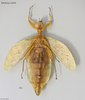 CollectionObject 1588244; MNCN(SF IMPORT DUPLICATE) 110705, bc1708c3-463b-4c5b-a1bc-b53609e7eab1: copyright MNCN, Madrid. female, ventral view (holotype). (CollectionObject).