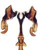 Connective on Arahura Knight, 1975: Arahura reticulata, connective, stylus, and aedeagus, ventrally (BMNH). (Observation).