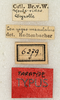 labels (syntype). Depicts CollectionObject 1592174; 8a2df778-ac7a-455a-8257-d387c989a5cd, a CollectionObject.