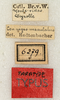 CollectionObject 1592174; 8a2df778-ac7a-455a-8257-d387c989a5cd: labels (syntype). (CollectionObject).