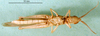 CollectionObject 1579397; acd1cb7d-6f3c-4316-87a4-cf581299b84a: male, ventral view (paratype). (CollectionObject).