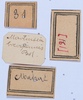 CollectionObject 1535862; 9cd8f419-48f4-41bf-a0a8-8a19960dcd56: labels (syntype). (CollectionObject).