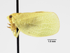 Habitus, lateral view: (Observation).