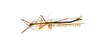 CollectionObject 1598574; b3fa2e76-aef5-4518-9a12-ba9e5ce800c7: copyright ETHZ, Zurich. male, dorsal view (syntype). (CollectionObject).