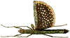 CollectionObject 1564238; 3d1b6f02-877b-4181-93f4-f2b795a34d72: copyright ISNB, Brussels. female (holotype). (CollectionObject).