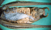 CollectionObject 1502543; ebb4be18-fb03-41a6-a217-9c532a24b9fb: male, ventral view (paratype). (CollectionObject).
