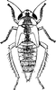 Nymph on Anoplotettix fuscovenosus (Ferrari, 1882): (Observation).