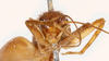 CollectionObject 1523721; ad1bcb63-524d-4858-89c5-ff139da82df0: male, frontal head (holotype). (CollectionObject).