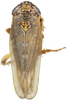 Habitus, dorsal view: !! display not done !! on Ophiola decumana (Kontkanen, 1949): Habitus, male, dorsal view. (Observation).