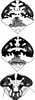 Head on Conoscelis remanei Abdul-Nour, 1988: Head and thorax. (Observation).