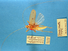 CollectionObject 1517048; 0d9b1e6a-8c5c-458d-81dc-6ab72d47012f: male, dorsal view (holotype). (CollectionObject).