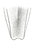 Seyidotettix swahili Rehn, 1938: Fig. 2. female pronotum tip, dorsal view, greatly enlarged. (Otu).
