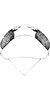 Head on Dagama capensis (Walker, 1851): Head, pro-, and mesothorax. (Observation).