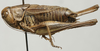 CollectionObject 1535155; b90b6a18-5563-4981-a9ce-c00e575682b5: male, lateral view (syntype). (CollectionObject).