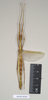 CollectionObject 1562019; NHMUK(SF IMPORT DUPLICATE) 844844, 48b06cf1-4d91-494c-a64e-c91800130356: copyright Natural History Museum, London. female of synonym Sipyloidea peelensis (paratype). (CollectionObject).