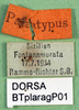 CollectionObject 1502670; a7adf959-8b03-45bb-9e76-9c648fdcc93c: labels (paratype). (CollectionObject).