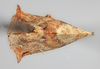 Habitus, dorsal view: !! display not done !! on Telamonanthe pulchella (Ball, 1903): (Observation).