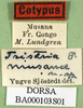CollectionObject 1568781; bd7c19f3-e5be-4c4e-9c68-6afc09ce197e: labels (paralectotype of Tristria musanae). (CollectionObject).
