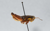 CollectionObject 2869242; CNCI 1013684, cbdeba53-02b1-4a46-9ec2-46257d383d51: Booneacris polita. (CollectionObject).