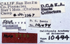 CollectionObject 1527097; 929a7435-ab76-4602-bca3-d6b07a266855: labels (holotype). (CollectionObject).