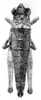 Karruia paradoxa Rehn, 1945: Fig. 2. female, dorsal view (holotype). (Otu).