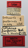 CollectionObject 1578637; a339a44e-acf9-49cd-8456-57a28eee4b99: female, labels (paralectotype of Orthacris fusiformis). (CollectionObject).