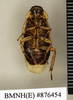 CollectionObject 1573070; 7da84b81-951b-40a2-a571-c74903e9fc9c: Copyright Natural History Museum, London. Non-type (adult male) in BM(NH). Ventral view. (CollectionObject).
