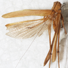CollectionObject 1564320; NMW 17.144, ff4fa01b-b2ae-45ff-afc5-5d32e851a9b7: female, dorsal view. (CollectionObject).
